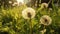 Macro Shot of Dandelions Blown in Super Slow Motion