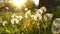 Macro Shot of Dandelions Blown in Super Slow Motion