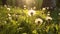 Macro Shot of Dandelions Blown in Super Slow Motion