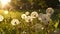 Macro Shot of Dandelions Blown in Super Slow Motion