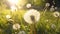 Macro Shot of Dandelions Blown in Super Slow Motion