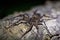 Macro shot of a dark fishing spider on a tree log