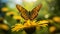 Macro Shot Of Dark Green Fritillary Butterfly On Sunflower