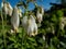 Macro shot of delicate, dangling creamy white, heart-shaped flowers of the fern-leaf bleeding heart plant cultivar - Dicentra