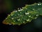 Macro Shot of a Delicate Dewdrop on a Leaf