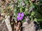 Macro shot of delicate, ornamental, evergreen plant rock cress Aubrieta x cultorum `Blue Emperor` with small blue - purple