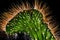 Macro shot of the detail of a cactus isolated on a black background