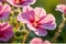 Macro Shot of Dew-Kissed Petals on a Vibrant Geranium - Bathed in the Golden Glow of Morning Light, Delicate Radiance