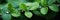 Macro Shot Of Dewdrops Glistening On Lush Green Leaves