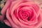 Macro shot of a dewy pink rose