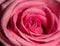 Macro shot of a dewy pink rose