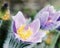 Macro shot of dewy purple pulsatilla slavica, blue filter