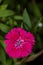 Macro shot of DIANTHUS CHINENSIS flower commonly known as chines