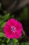 Macro shot of DIANTHUS CHINENSIS flower commonly known as chines