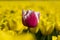 Macro shot of different color tulp. One sharp red and white tulp in the foreground with yellow field of tulps in the blurred