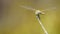Macro shot of dragon fly