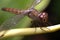 Macro shot of a dragonfly