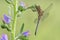 Macro shot of dragonfly Keeled skimmer Orthetrum coerulescens on the grass.