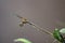 Macro shot, dragonfly in the nature habitat