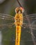 A Macro shot of Dragonfly upper portion