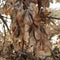 Macro shot of dry autumn foliage. Abstract background.