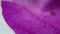 Macro shot of almost dry rose petal in purple color