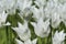 Macro Shot of Dutch Tulip of White Triumphator Sort Against Blurred Background. Located in Keukenhof National Park