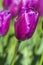 Macro Shot of Dutch Tulips of Purple Flag Sort