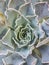 A macro shot of a echeveria plant. Close up evergreen succulent