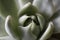 Macro shot of a echeveria succulent.