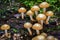 Macro shot of edible mushrooms commonly known as sheathed woodtuft