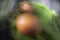 Macro Shot Of an Egg on Leave With Walnut