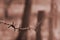 Macro shot of an element of old and rusty barbed wire with a blurred background. Fragment of a village fence of a territorial sit