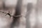 Macro shot of an element of old and rusty barbed wire with a blurred background. Fragment of a village fence of a territorial sit