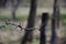 Macro shot of an element of old and rusty barbed wire with a blurred background. Fragment of a village fence of a territorial sit