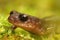 Macro shot of an ensatina salamander agianst green blurry background