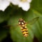 Macro shot of Episyrphus balteatus, the marmalade hoverfly during flight.