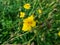 Macro shot of evergreen plant with clusters of bright yellow, saucer-shaped flower with orange stamens of common rock-rose