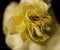 Macro shot of fake yellow rose flower