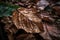 macro shot of fallen leaves, with details of intricate shapes and textures visible