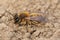 Macro shot of a female andrena praecox