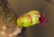 Macro shot of a female blossom of a hazelnut Corylus avellana