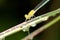 Macro shot of a female saffron-faced blue dart (pseudagrion rubriceps) on a leaf after the dew