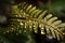 macro shot of fern frond, in shallow pool with water droplets