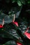 macro shot of few many red flowers anthurium with dark green leaves and drops of water