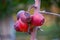 Macro shot of a few red apples hanging from the same branch