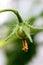 Macro shot of first day of fruiting tomato