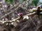 Macro shot of first small pink and light purple buds of toxic shrub Mezereon or February daphne Daphne mezereum in spring on