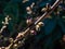 Macro shot of first small pink and light purple buds of toxic shrub Mezereon or February daphne Daphne mezereum in spring on