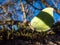 Macro shot of first yellow spring adult male butterfly - The common brimstone in early spring on tree branches